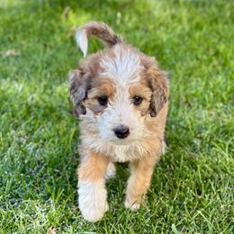 Moon - Chocolate merle female Bernedoodle puppy in Springville, Utah from Oodles of Bernedoodles