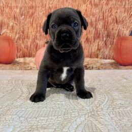 Ollie - Gray male Cane Corso puppy in Loogootee, Indiana from Walnut Creek Cane Corso