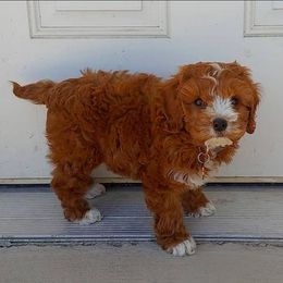Cavapoo Puppies from SunnySide Mini Doodles