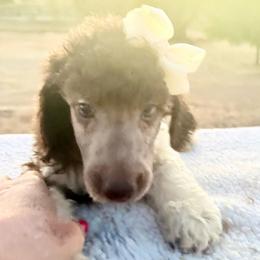Daisy (zMegan) - Parti female Poodle puppy in Meadowbrook, California from Standard Poodle Pups