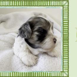 Poppy - Merle female Cavapoo puppy in Oak Island, North Carolina from Double Doodle Cavapoos