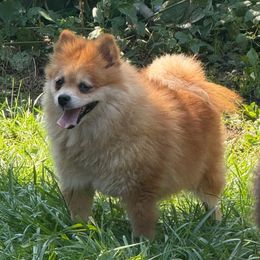 Honey - Pomeranian