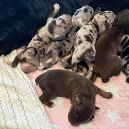 Australian Shepherd Puppies from Night Skye Aussies