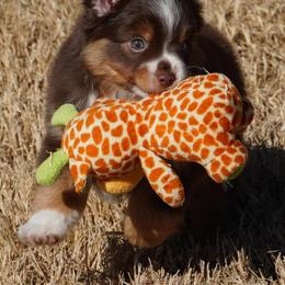 Red Tri Male - Red tri male Miniature Australian Shepherd puppy in Lawton, Oklahoma from Lindsey’s Aussies