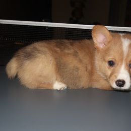 Boone - Red merle and white male American Corgi puppy in Kennewick, Washington from Corgis of Tricities