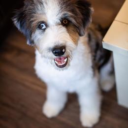 Theo - Blue merle male Aussiedoodle puppy in Tonopah, Arizona from Kae's Kennels