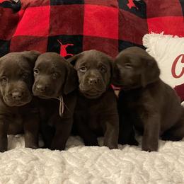 Labrador Retriever Puppies from Heather Luis