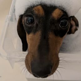 Dachshunds from Weenie Hut House