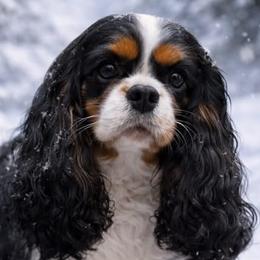 Luna - Cavalier King Charles Spaniel