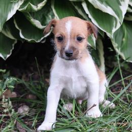 Conner - Brown and white male Jack Russell Terrier puppy in West Bend, Iowa from Blue Skies Terriers