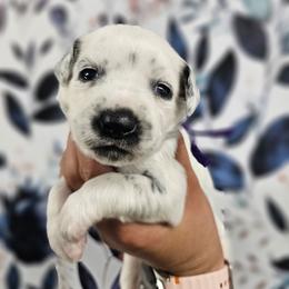 Easy Bake Oven - White and black female Dalmatian puppy in Gray, Georgia from Fuller Spots