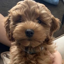 Cavapoo All Grown Up from Molly’s Babies