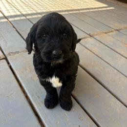 Boy 1 - Black male Double Doodle puppy in Jonesborough, Tennessee from Dry Creek Siberians