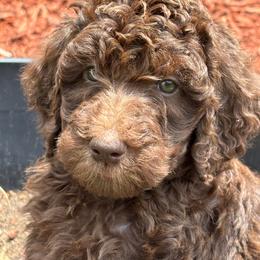 Green Collar Girl - Brown female Poodle puppy in Colorado Springs, Colorado from Pikes Peak Doodles