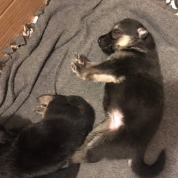 German Shepherd Puppies from Hacker Haus GSDs