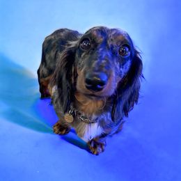 Wini - Dachshund