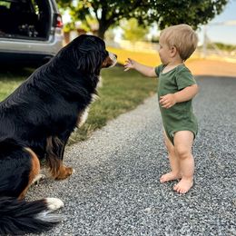 Bernese Mountain Dog and Pembroke Welsh Corgi Puppies from Highland Meadows