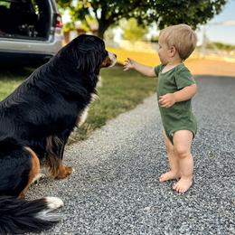 Bernese Mountain Dog and Pembroke Welsh Corgi Puppies from Highland Meadows