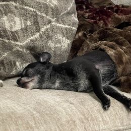 Chihuahuas from Lake County Chihuahuas