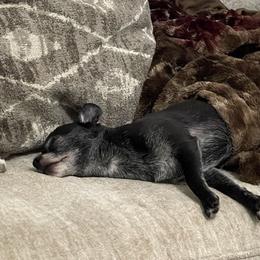 Chihuahuas from Lake County Chihuahuas