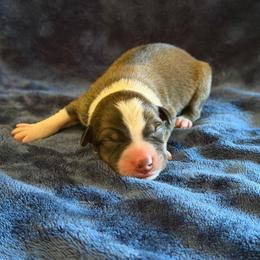Nitro - White and seal male Border Collie puppy in Oroville, California from Coalcyn Kennels