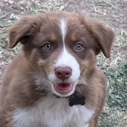 Boy 2 - Red Australian Shepherd puppy in Blum, Texas from 4P Poteet Farms