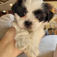 Shichon and Shih Tzu Puppies from Teddy Bear (Shichon) Puppies