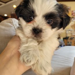 Shichon and Shih Tzu Puppies from Teddy Bear (Shichon) Puppies