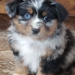 Miniature Australian Shepherds and Pembroke Welsh Corgis from Amy's Rocky Mountain Aussies