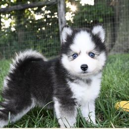 Pomskies from Dogwood Farm Pomskies