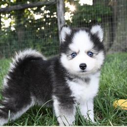 Pomskies from Dogwood Farm Pomskies