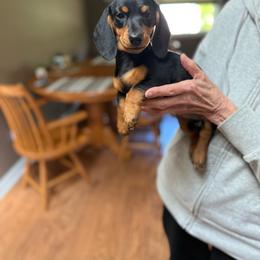 Lolli - Black and tan female Dachshund puppy in Mansfield, Ohio from Ohio House of Frenchies