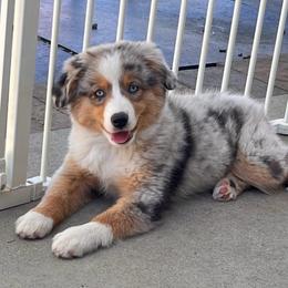 Gracie - Blue merle female Miniature American Shepherd puppy in Carson City, Nevada from Springhill Miniature American Shepherds