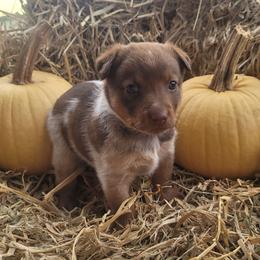 Betty Rubble - Red mottled female Australian Cattle Dog puppy in Monett, Missouri from Rain Tree Ranch Australian Cattle Dogs