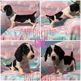 Girl 1 - Piebald female Dachshund puppy in Rushsylvania, Ohio from DNP Doxies