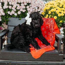 Bertha - Black female Poodle puppy in Vilonia, Arkansas from Liberty Valley Poodles