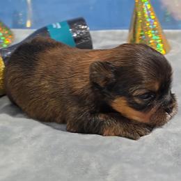 Christa.Bella - Black gold and white female Shorkie puppy in Aurora, Missouri from KnJ Precious Paws LLC