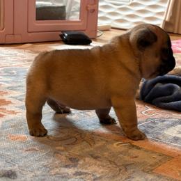 Bennett - Fawn male French Bulldog puppy in Pittsburgh, Pennsylvania from Muddy Creek Frenchies