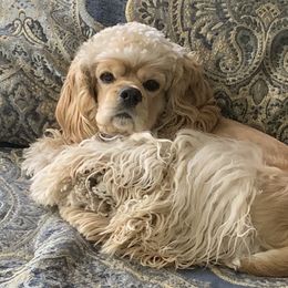 Joker - Cocker Spaniel