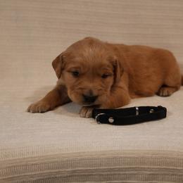 Boy 2 - Golden male Golden Retriever puppy in Payette, Idaho from Stonewick Retrievers