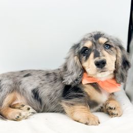 Copper - Dapple male Dachshund puppy in Moses Lake, Washington from Evergreendox Dachshunds