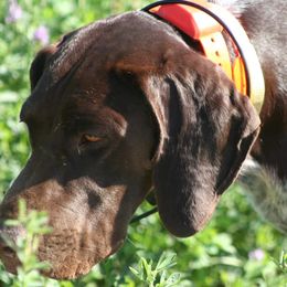 German Shorthaired Pointers from VJK-MYST Kennels