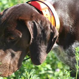 German Shorthaired Pointers from VJK-MYST Kennels