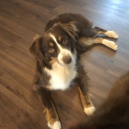 Ruby - Miniature Australian Shepherd