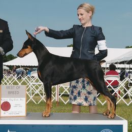Cali - Doberman Pinscher