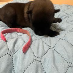 Puppy 2 - Red sable male Belgian Malinois puppy in Henrico, Virginia from MonStar Malinois