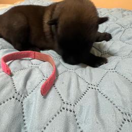 Puppy 2 - Red sable male Belgian Malinois puppy in Henrico, Virginia from MonStar Malinois