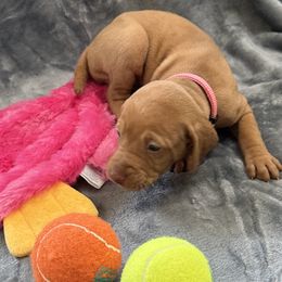 Pink Girl - Red golden female Vizsla puppy in Foley, Alabama from Paula's South Bama Vizslas