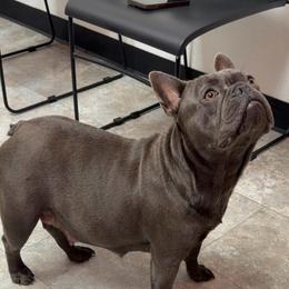 Luna - French Bulldog