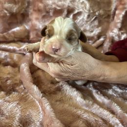 Princess - Blenheim female Cavalier King Charles Spaniel puppy in Knoxville, Tennessee from Rocky Top Cavapoos